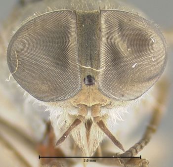 Media type: image;   Entomology 29783 Aspect: head frontal view